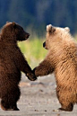 Grizzly Bear Cubs by Oliver Klink