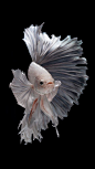 free wallpaper for iphone 7 - Albino Betta Fish Picture (13)