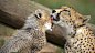 A Northeast African cheetah mother licks her baby in a German zoo.