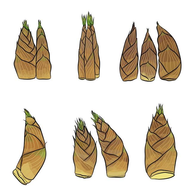 植物手绘矢量春笋竹笋芦笋插画元素