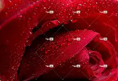 玫瑰 露 花壁纸 美丽的花朵 水 玫瑰花 红色的 花卉背景 自然