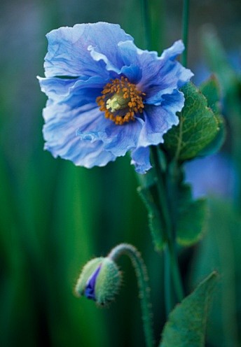 Meconopsis betonicif...