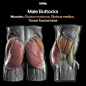 Anatomy For Sculptors