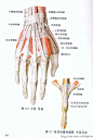 肌肉解剖 (9)