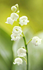 铃兰花的花语是幸福，传说只要收到铃兰花就会受到幸运之神的照顾。