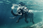 Underwater Elephant by Vitaliy Sokol on 500px