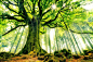 General 1500x1000 beech trees forests moss sun rays nature landscapes France green roots ancient
