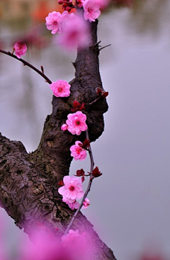 寒冰郁兰采集到梅花