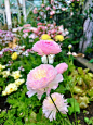 花毛茛