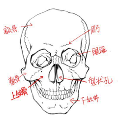 好奇宝宝嘿哈嘿采集到人体绘画