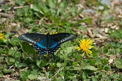 美丽的带蓝色条纹的黑蝴蝶