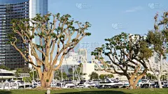 Embarcadero码头公园，大珊瑚树附近的中途岛和会议中心，海港村，圣地亚哥，美国加州。豪华游艇