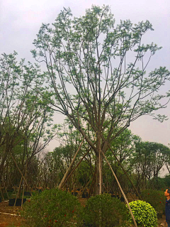 安然99采集到A-景-植物/漂亮植物