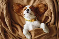 点击来源直接获取大图文件 |有趣的睡着的骑士查理王小猎犬的小狗脸