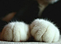 #萌物#做一只猫真好，一低头就能被自己萌到。[lxhx顺毛] 