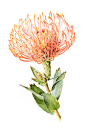 Leucospermum : Watercolour on paper