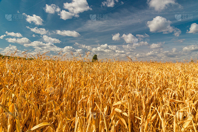 Golden autumn ripe corn field under blue sky with