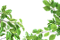 绿叶虚化前景-43