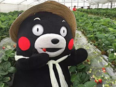 凉风子采集到霓虹·KUMAMON