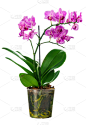 兰花,花盆,植物,花朵,小的,垂直画幅,紫罗兰,无人,分离着色,俄罗斯