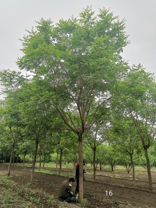 栾树16cm-花瓣网