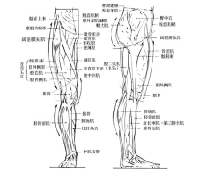 吆合子采集到人体结构