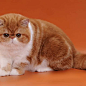 Photo by Exotic cattery on May 18, 2020. 图片中可能有：猫.