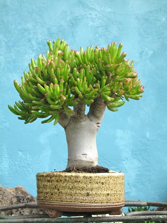 好漂亮的吸财树