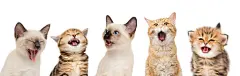 点击来源直接获取大图文件 |一排有趣的小猫