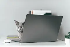 点击来源直接获取大图文件 |美丽的俄罗斯蓝猫带着有趣的表情嘴巴趴在笔记本电脑键盘上，在灰色背景的室内放松休息。繁殖可爱的蓝眼睛灰色小猫在笔记本电脑上休息。