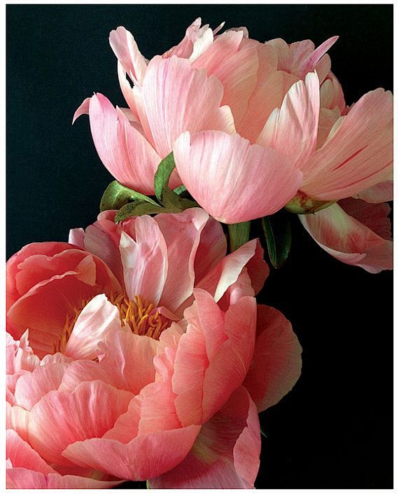 Peony: 