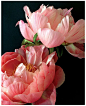 Peony: 