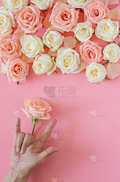 手做手语“我爱你”和一朵粉红色的玫瑰。