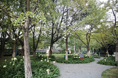 彗心呀采集到植物—林下空间、主题林、树阵、