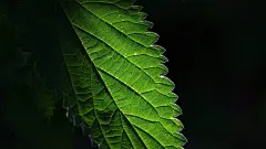 绿色护眼高清动态壁纸
https://www.macz.com/desk/1743.html?id=NzY4OTU4Jl8mMjcuMTg2LjEyNC40MQ%3D%3D