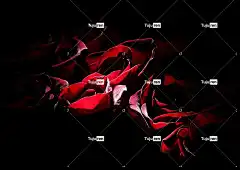 玫瑰 花束 花朵 爱 小说 自然 浪漫的 花壁纸 花卉