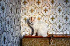 毛茸茸的猫在日落against花卉图案壁纸