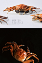 winter crab : crab