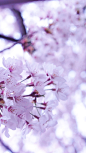 日本｜春・夏・秋・冬 : 在东京生活的第四年，被问起日本到底有多美？ 我可能会说，日本没有你想象中那么好，也没有你想象中那么差。 这些年我去了日本很多地方也拍下了许多照片，翻着照片回忆背后同行的朋友以及路上的故事，突然特别感...