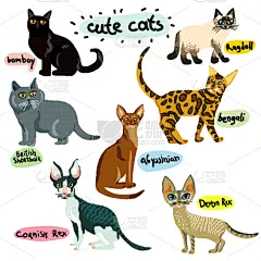 猫,性格,卡通,可爱的,纯种犬,浣熊,哺乳纲,缅因州,动物,布置