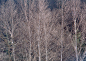 树林树木-树林中的一片白桦林树杆特写高清桌面图片素材