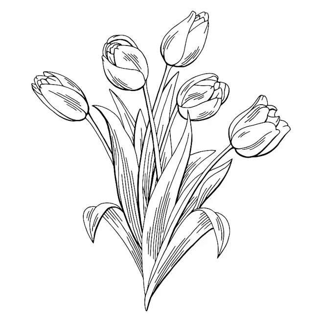 郁金香花图形黑白孤立花束素描插图向量图片...