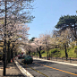 樱花行道树