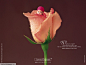 Anne Geddes baby flowers tulips wallpaper (#1064185) / Wallbase.cc