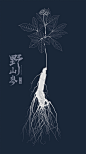 人参