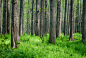 Woods by Meldonization on 500px