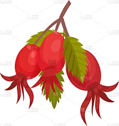 red rose hips on a white