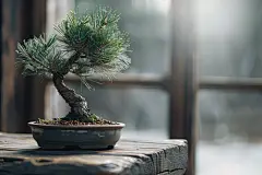 绿色植物黑松图片摄影图