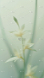 春天梦幻蒙版植物花卉背景元素素材