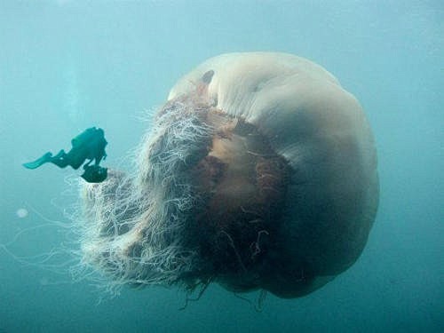 The Lions Mane Jelly...